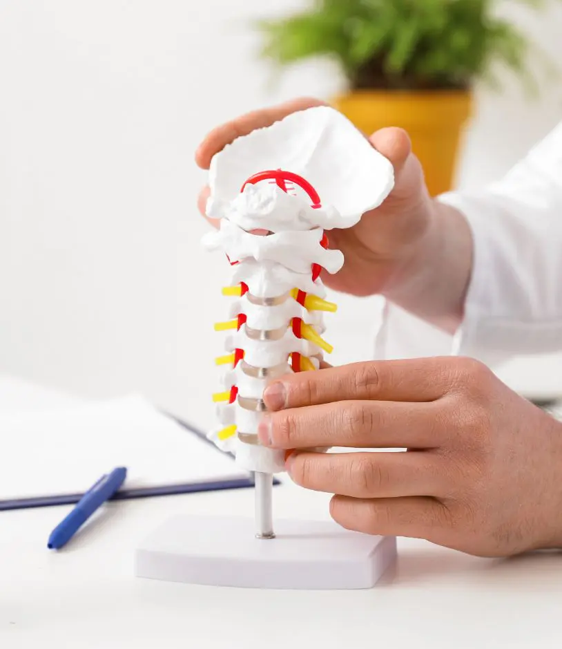 A Medical Professional Demonstrating A Spine Model