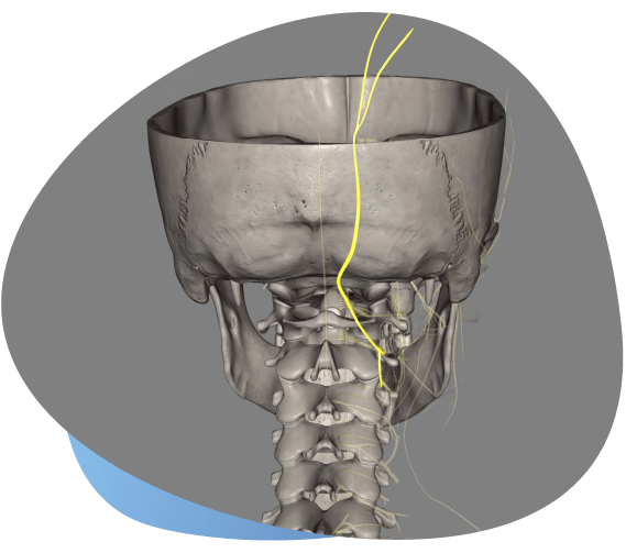 Illustration Of An Occipital Nerve Block Targeting Nerve Pathways